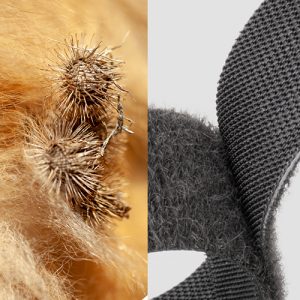 Biomimicry – The Burr and the Invention of Velcro