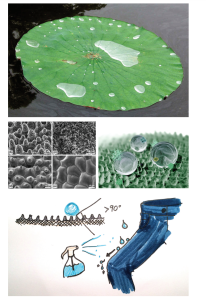 Biomimicry: Diagram of jeans cleaning method with photos of natural inspirations like a lotus leaf